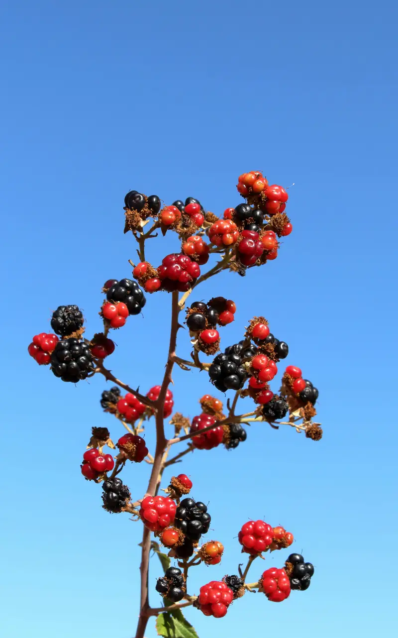 Blend de Frutas Vermelhas